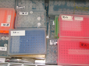 PCR samples