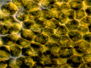 Mating membrane of Chlamydomonas