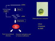 クラミドモナスが持つRNA干渉反応経路とその関連遺伝子群