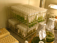 Tag-inserted strains of Chlamydomonas