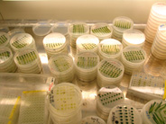Spotting assay for drug resistance