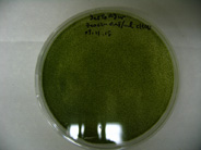 Drug resistance assay for Botryococcus
