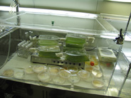 CO2 chamber for Botryococcus