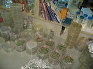 Spotting assay