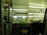Plant culture room