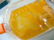 過増殖した後に死滅したBotryococcus braunii